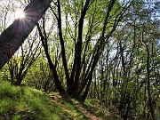 28 Bosco di prevalenti carpini neri